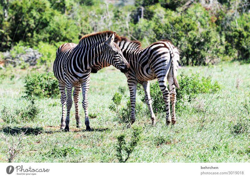 von hinten wie von vorn Tierfamilie Tiergesicht Fernweh Tag Licht Außenaufnahme Farbfoto Tierschutz Tierporträt Menschenleer fantastisch Fell Zebra