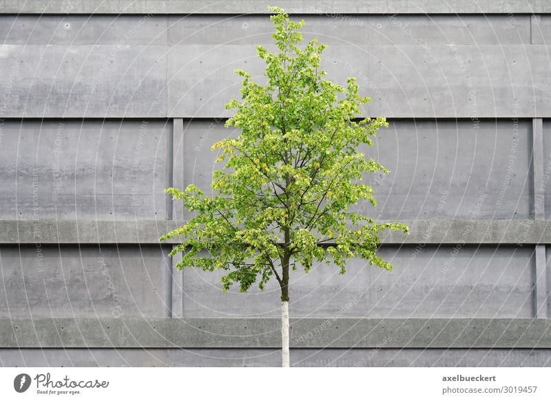Baum vor Beton Fassade Umwelt Natur Frühling Pflanze Stadt Menschenleer Bauwerk Gebäude Architektur Mauer Wand grau grün Hannover Sprengelmuseum minimalistisch