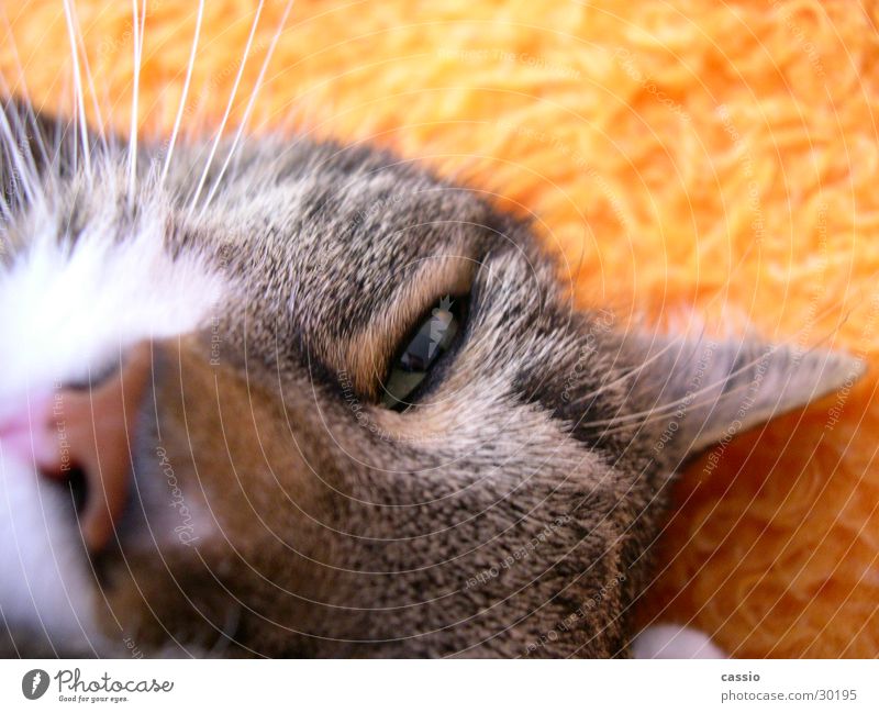 Hey du. Katze Lebewesen Tier Haustier Schnurrhaar Hauskatze Faulheit Decke