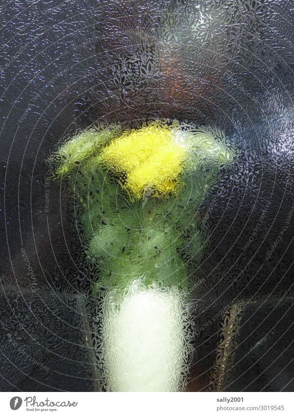 Blumenstrauß hinter Ornamentglas Blumenvase Milchglas Fenster unscharf Dekoration & Verzierung Vase gelb Blumenschmuck blühen Zierde Gemälde
