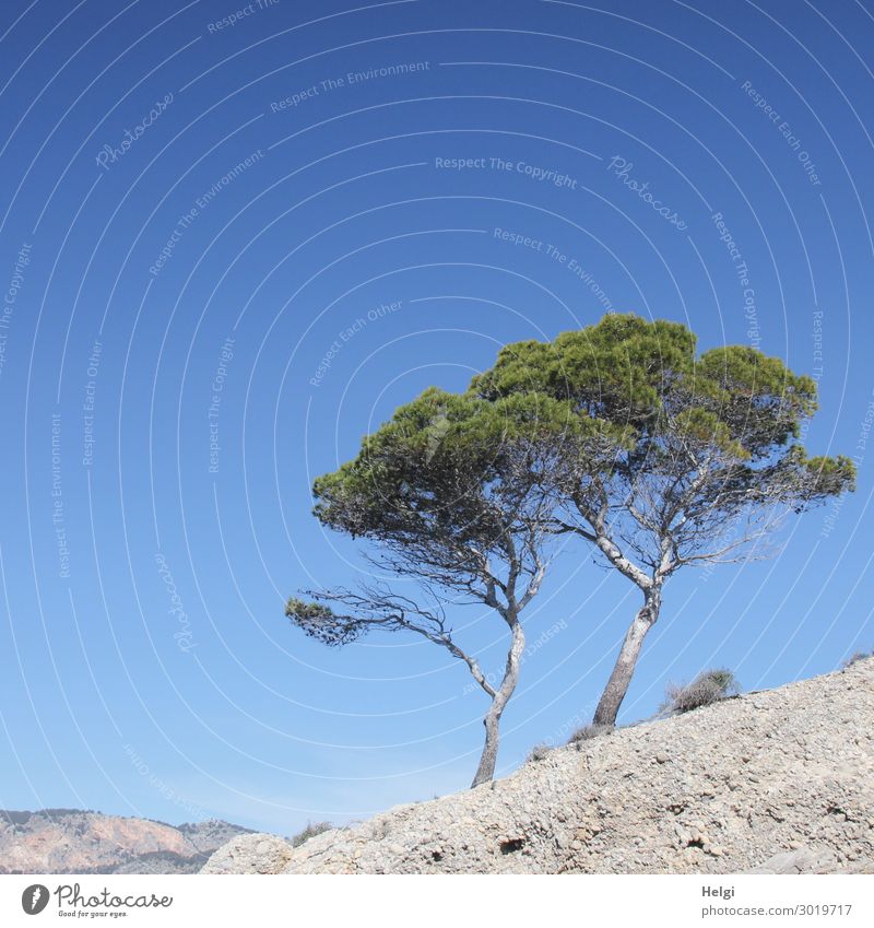 zwei Pinien stehen vor blauem Himmel an der Küste Mallorcas Ferien & Urlaub & Reisen Umwelt Natur Landschaft Pflanze Wolkenloser Himmel Frühling Schönes Wetter