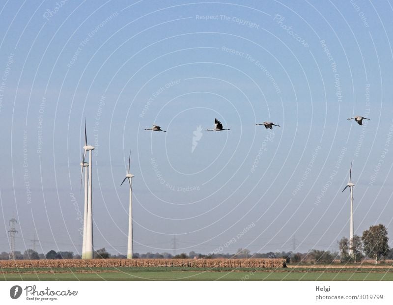 Landschaftsaufnahme mit Windkraftanlagen zwischen Feldern und vier fliegenden Kranichen vor blauem Himmel Energiewirtschaft Erneuerbare Energie Umwelt Natur