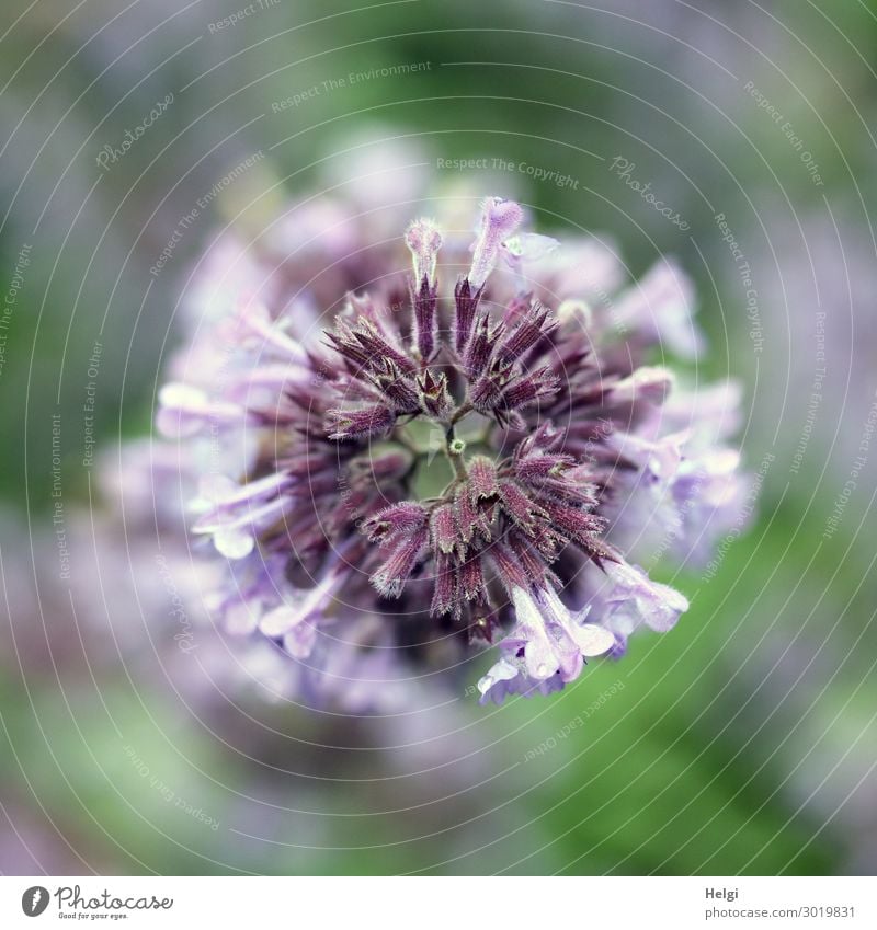 Nahaufnahme einer lila Blüte aus der Vogelperspektive Umwelt Natur Pflanze Sommer Blume Garten Blühend Wachstum ästhetisch außergewöhnlich einzigartig klein