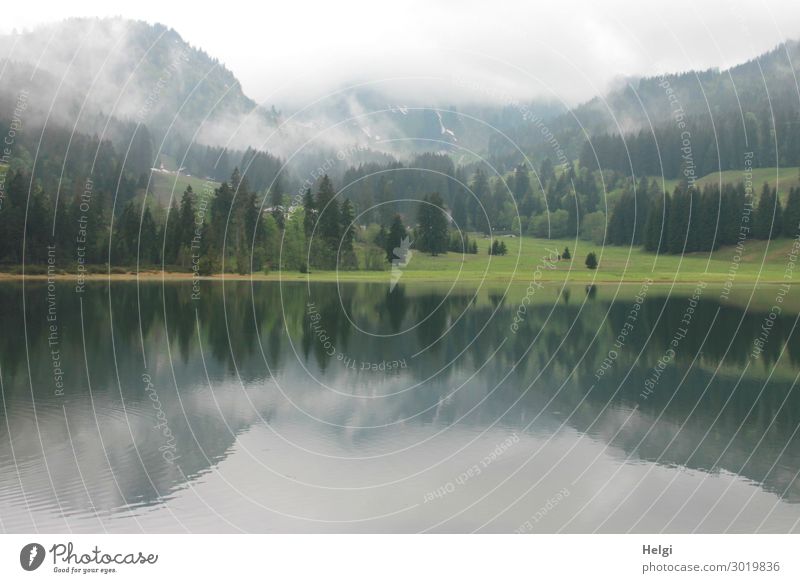 Landschaftsaufnahme am Spitzingsee, Spiegelung mit Bergen und Nebel Umwelt Natur Pflanze Wasser Frühling Baum Gras Alpen Seeufer Erholung ästhetisch