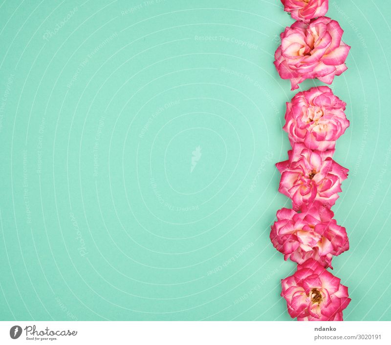blühende Knospen von rosa Rosen Design schön Sommer Dekoration & Verzierung Feste & Feiern Hochzeit Geburtstag Natur Pflanze Blume Blüte Liebe frisch natürlich