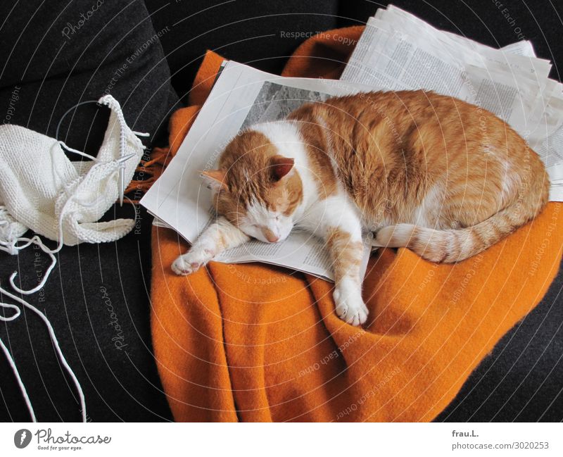 Eingenickt Häusliches Leben Wohnung Sofa Zeitung Zeitschrift Tier Haustier Katze 1 schlafen träumen schön kuschlig niedlich orange schwarz weiß Zufriedenheit