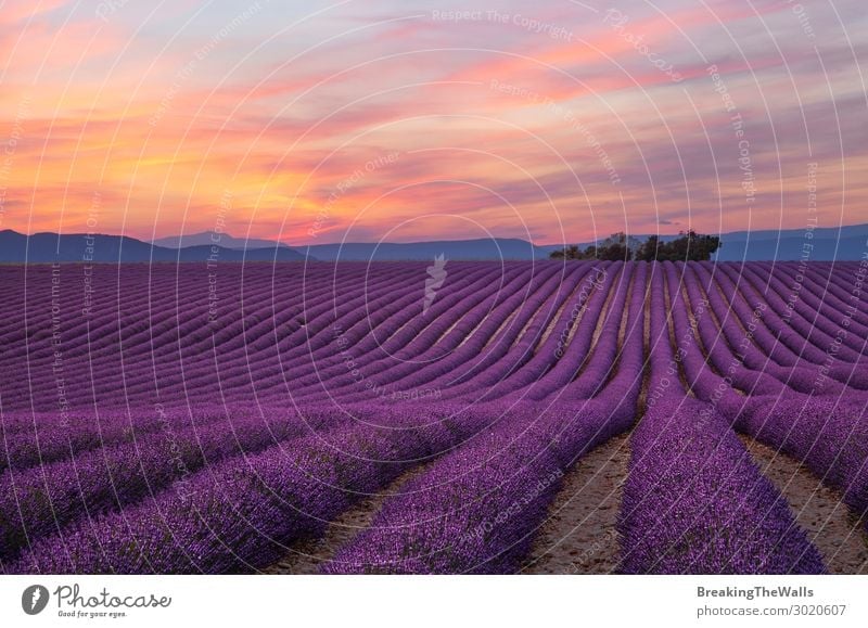 Violettes Lavendelfeld in der Provence Natur Landschaft Pflanze Himmel Wolken Sommer Blume Nutzpflanze Feld schön Landwirtschaft Jahreszeiten purpur