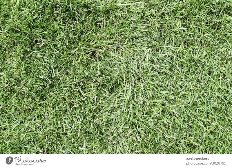 Gras Rasen Hintergrund Umwelt Natur Pflanze Garten Park Wiese grün Hintergrundbild Fußballplatz Textfreiraum Grünfläche Strukturen & Formen Farbfoto