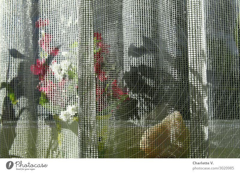 Luftig | versteckt Häusliches Leben Wohnung Dekoration & Verzierung Fensterbrett Vorhang Blumentopf Pflanze Grünpflanze Topfpflanze Gardine Stein authentisch