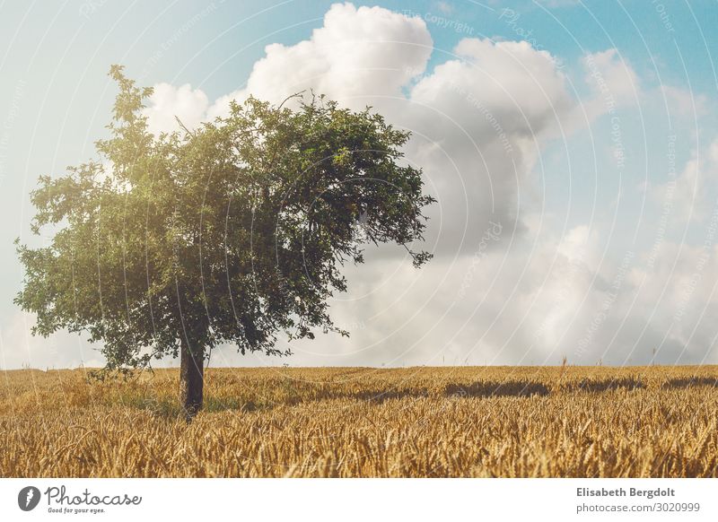 Einsamer Baum ruhig Sommer Sonne Umwelt Natur Landschaft Pflanze Himmel Wolken Sonnenlicht Wetter Schönes Wetter Blatt Grünpflanze Feld Deutschland Menschenleer