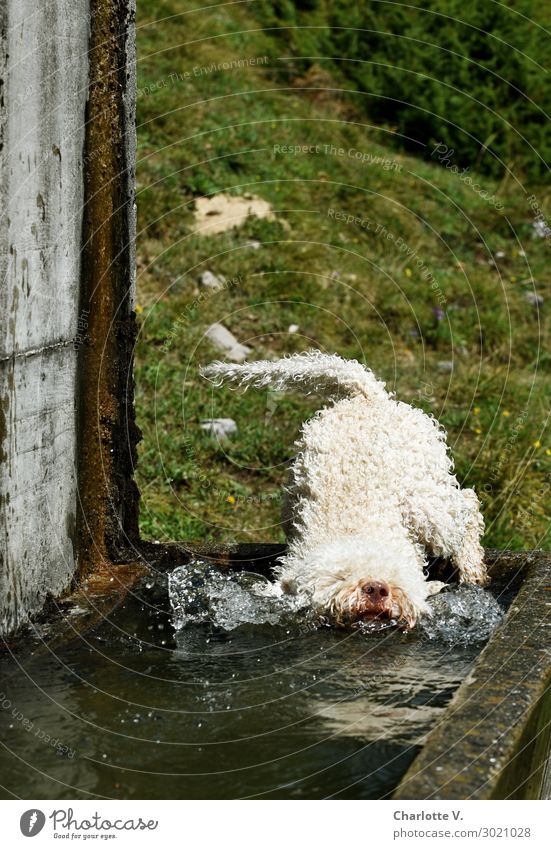 Hechtsprung Tier Haustier Hund 1 Beton Wasser Schwimmen & Baden springen tauchen toben Flüssigkeit Fröhlichkeit frisch kalt lustig nass niedlich grau grün weiß