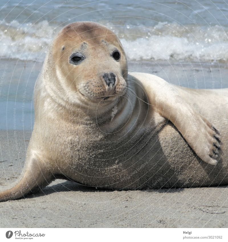 Nahaufnahme eines Seehundes am Strand auf der Düne von Helgoland Umwelt Natur Tier Sand Wasser Sommer Schönes Wetter Küste Nordsee Insel Wildtier 1 beobachten