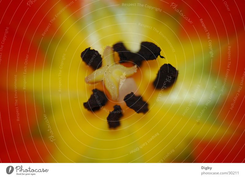 Tulpeninnenraum gelb rot Stempel Samen Makroaufnahme Detailaufnahme