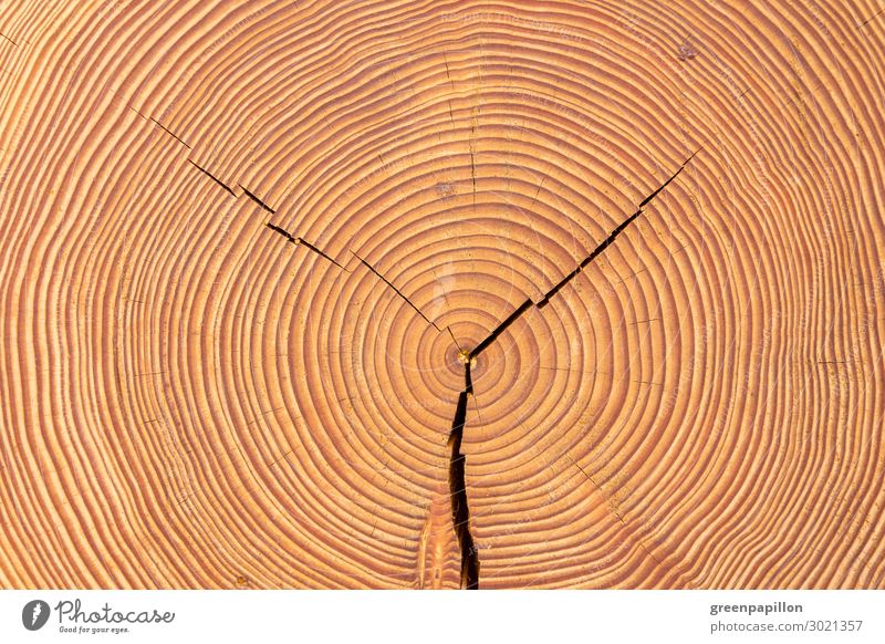 Lebensjahre - Holzscheibe Natur Baum alt Baumstamm Holzfußboden Baumringe Kreis braun Strukturen & Formen Hintergrundbild natürlich bauen Holzbauweise