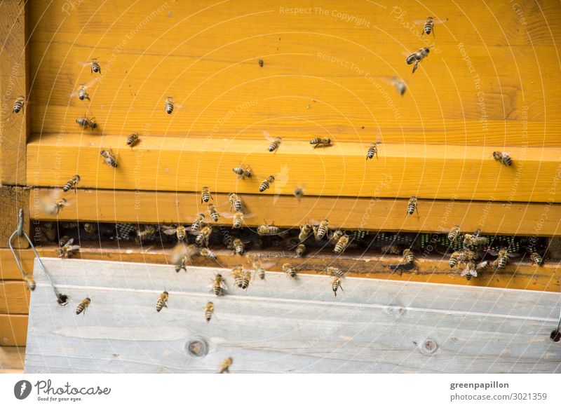 Fleißige Arbeiterinnen - Honigbienen am Bienenstock Ernährung Bioprodukte Vegetarische Ernährung Met Honigwein Tier Bienenwaben Bienenkorb Imker Imkerei