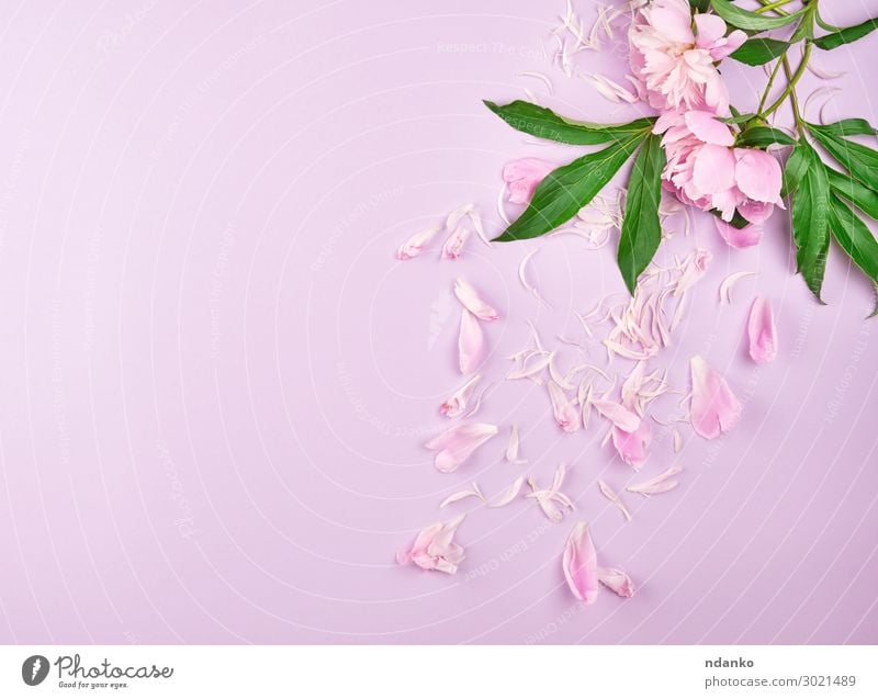 verstreute Blütenblätter von rosa Pfingstrosen elegant Design Sommer Dekoration & Verzierung Feste & Feiern Valentinstag Muttertag Hochzeit Geburtstag Natur
