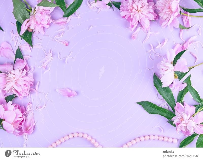 rosa Pfingstrosenblume und verstreute Blütenblätter elegant Design schön Sommer Dekoration & Verzierung Feste & Feiern Valentinstag Muttertag Hochzeit Natur