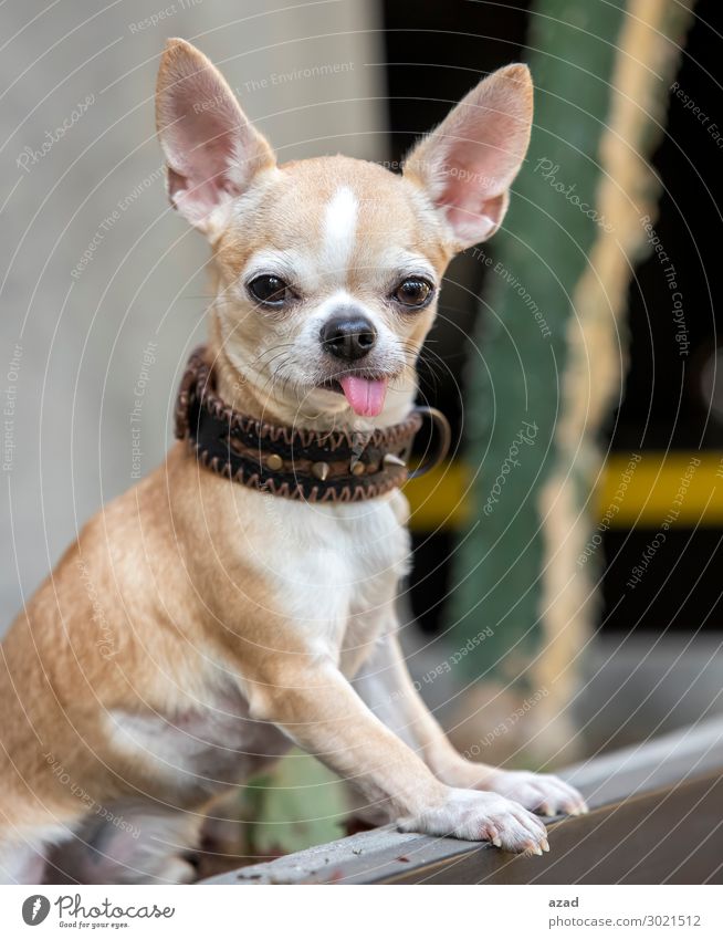 süßes Haustier Lächeln Hund Zunge niedlich klug Tier Farbfoto Abend Tierporträt