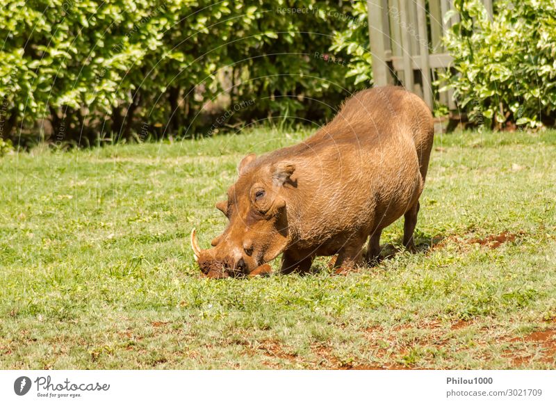Ein Warzenschwein, das gerade aus einem Bürstendickicht auftaucht. Essen Ferien & Urlaub & Reisen Tourismus Safari Natur Tier Erde Gras Park Pelzmantel Fressen