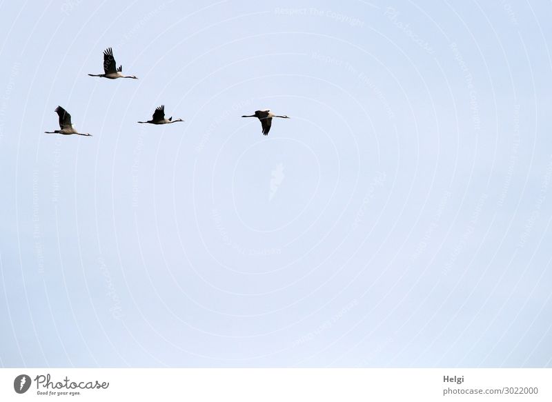 vier Kraniche fliegen in Formation vor hellblauem Himmel Umwelt Natur Tier Wolkenloser Himmel Herbst Schönes Wetter Wildtier Vogel 4 Tiergruppe ästhetisch