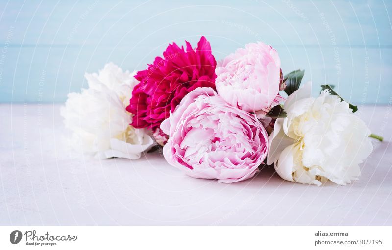 Pfingstrosen in rosa, pink und weiß vor blauem Hintergrund Frühling Blumenstrauß altehrwürdig Floristik Blühend Duft Blüte Dekoration & Verzierung