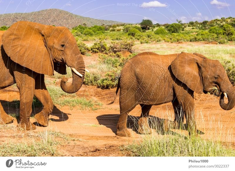 Ein Elefant und sein Kleiner. Einer bei einem Spaziergang in der Savanne Abenteuer Baby Tier Wolken Park blau schwarz Afrika Kenia Samburu Samburu Park