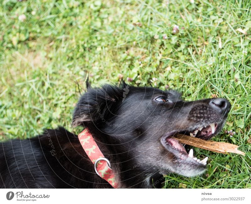schwarzer Hund spielt mit Stock Sommer Gras Garten Hundehalsband Tier Haustier Tiergesicht 1 fangen liegen Spielen Fröhlichkeit niedlich Freude Glück