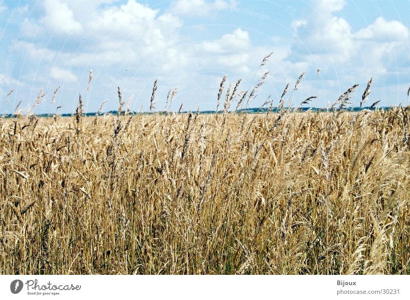 Weizen im Wind Feld Landwirtschaft Ernährung Wolken Natur Lebensmittel Getreide
