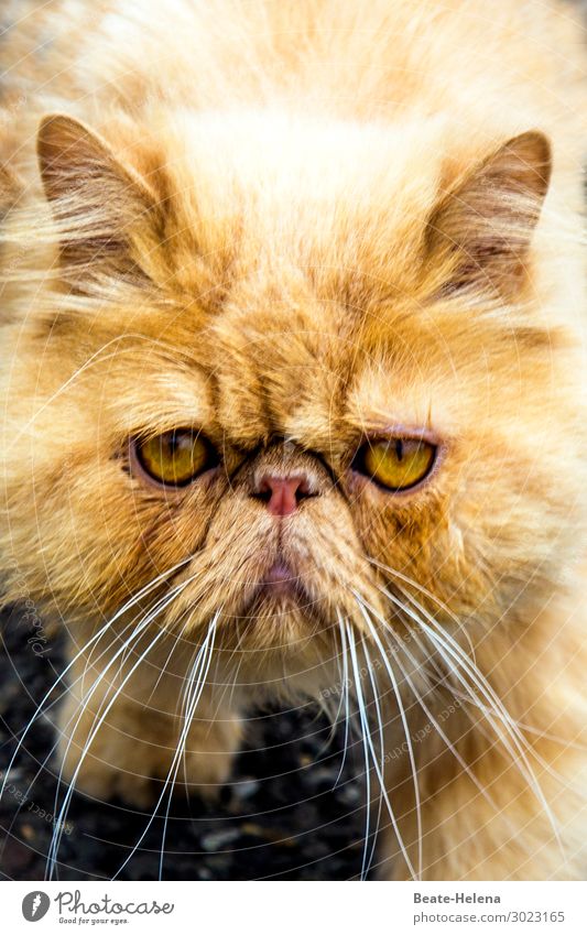 1100 | Gute-Laune-Feier elegant Stil schön Haustier Katze Tiergesicht beobachten Blühend Denken Erholung glänzend genießen Kommunizieren leuchten Blick warten