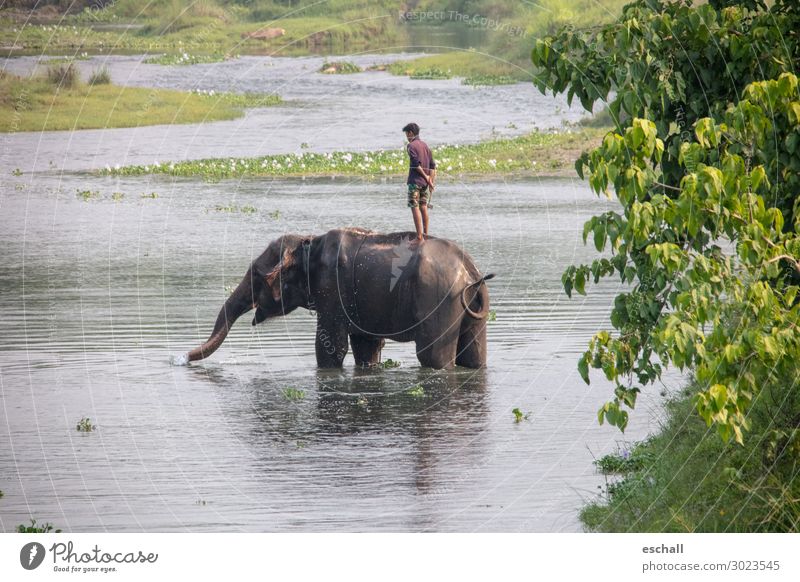 Echte Freunde Abenteuer Ferne Safari maskulin 1 Mensch Natur Landschaft Wasser Flussufer Tier Nutztier Wildtier Elefant Schwimmen & Baden stehen authentisch