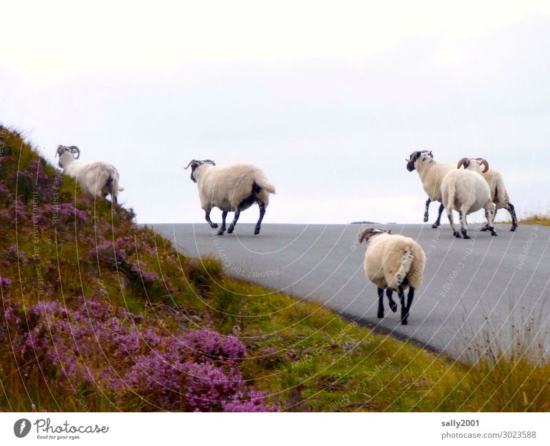 on the road again... Schottland Straße Wege & Pfade Nutztier Schaf Schafherde Tiergruppe Herde rennen laufen frei Zusammensein Lebensfreude Selbstständigkeit