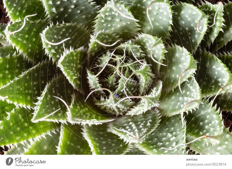 Sukkulente Sukkulenten Häusliches Leben Dekoration & Verzierung Pflanze Kaktus Topfpflanze Zimmerpflanze stachelig grün weiß Nahaufnahme Detailaufnahme Botanik