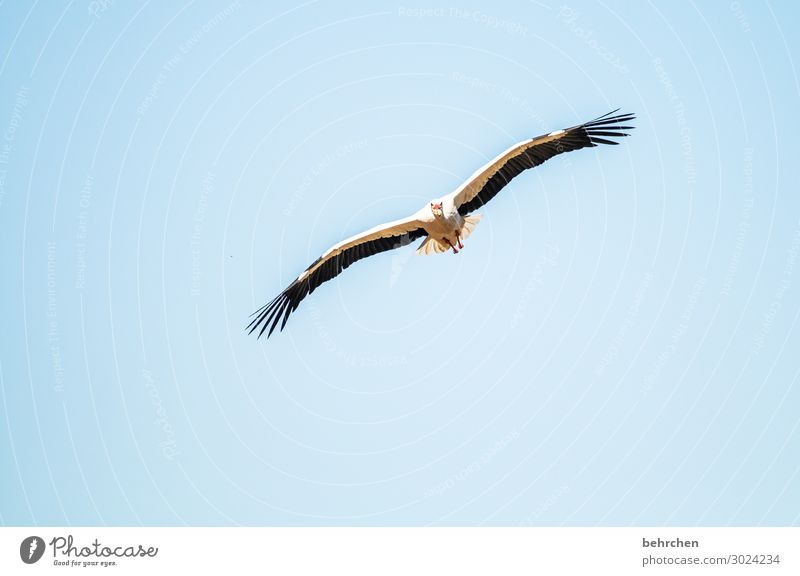 luftig | beim fliegen fressen Himmel Wildtier Vogel Tiergesicht Flügel Storch Feder Küken Fressen außergewöhnlich beeindruckend hoch Luft blau Freiheit