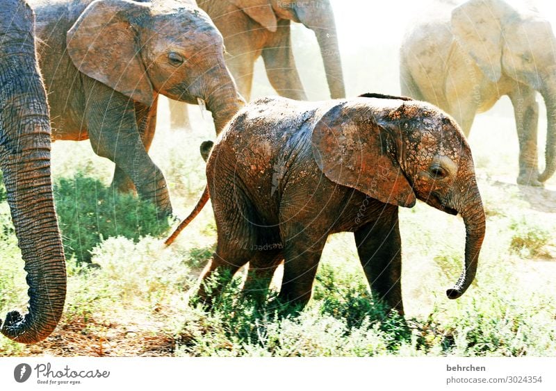 wildnis Tierporträt Unschärfe Sonnenlicht Kontrast Licht Tag Menschenleer Nahaufnahme Außenaufnahme Farbfoto beeindruckend Tierfamilie Südafrika Staub
