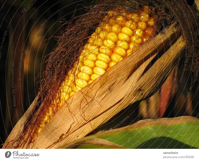 mais Maiskolben Herbst Abendsonne gelb Landwirtschaft Futter zuckermais kukuruz Sonne Ernte gold