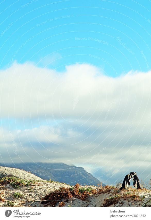 liebende Ferien & Urlaub & Reisen Tourismus Ausflug Abenteuer Ferne Freiheit Natur Landschaft Himmel Wolken Küste Strand Meer Wildtier Vogel Flügel Pinguin