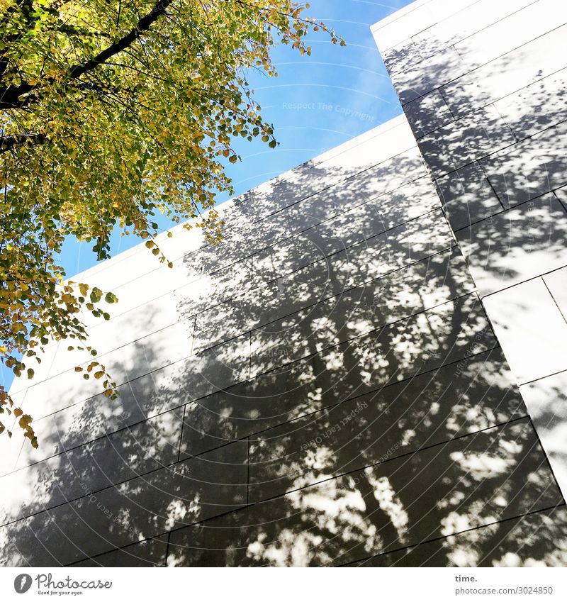 luftig | NaturStein Himmel Schönes Wetter Baum Blatt Ast Hamburg Hochhaus Mauer Wand dunkel eckig natürlich Kraft Zusammensein Gastfreundschaft Leben Bewegung