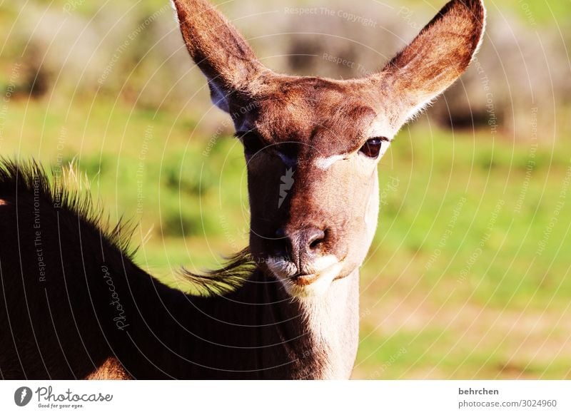 weiblicher wunderschöner kudu Südafrika addo Safari Tier Wildtier Ferien & Urlaub & Reisen Tierporträt Abenteuer Tourismus Natur Freiheit Tiergesicht Ferne
