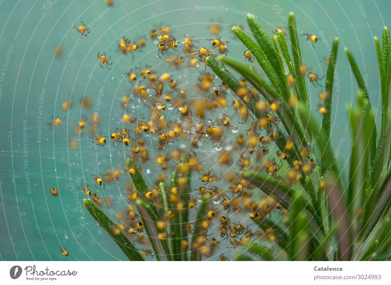 Spinnen Nachwuchs der Garten Kreuzspinne  im Rosmarin Natur Pflanze Wassertropfen Sommer Blatt Spinnenbabys Tiergruppe Bewegung krabbeln klein nass niedlich