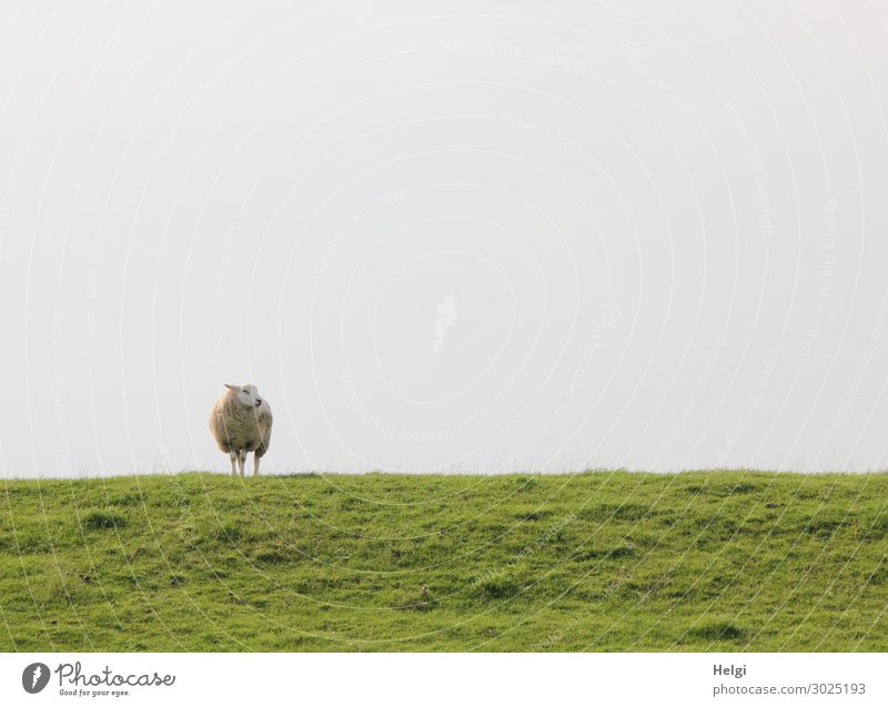 ein einsames Schaf steht bei schönem Wetter auf dem Deich und schaut zur Seite Umwelt Natur Landschaft Pflanze Tier Himmel Sommer Gras Grünpflanze Wiese
