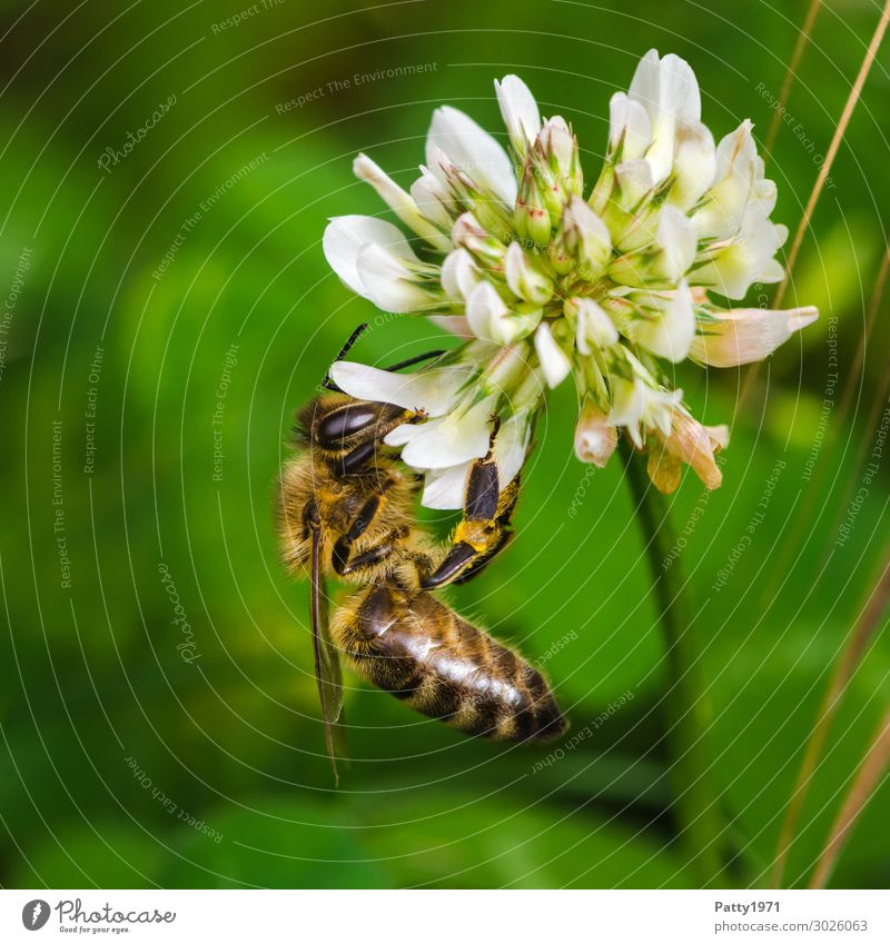 Biene sammelt Pollen an einer Kleeblüte Umwelt Natur Pflanze Blüte Tier Nutztier 1 Arbeit & Erwerbstätigkeit festhalten Fressen gelb grün weiß genießen Idylle