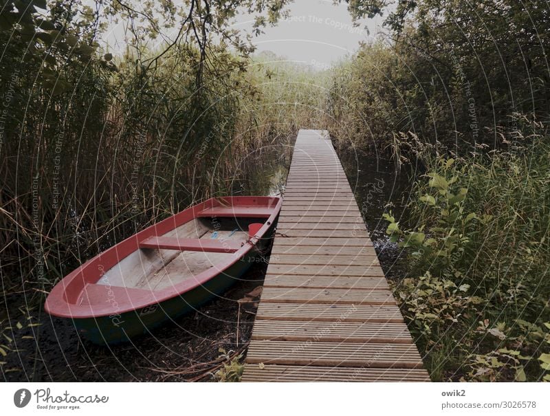 Entschleunigt Umwelt Natur Pflanze Schönes Wetter Gras Sträucher See Ruderboot Steg Holz Erholung warten einfach Vorsicht Gelassenheit geduldig ruhig bescheiden