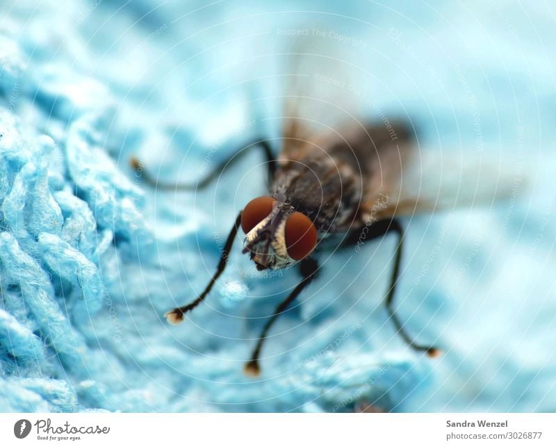 Die Fliege Tier Flügel 1 frech türkis Auge Farbfoto Außenaufnahme Menschenleer Tierporträt