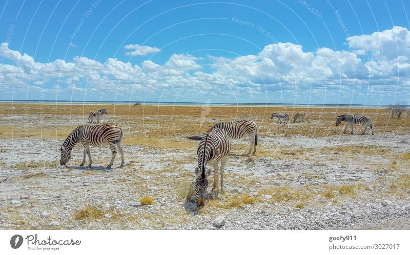 Zebraherde im Etosha NP Namibia Ferien & Urlaub & Reisen Tourismus Ausflug Abenteuer Ferne Freiheit Safari Expedition Umwelt Natur Landschaft Erde Himmel Wolken