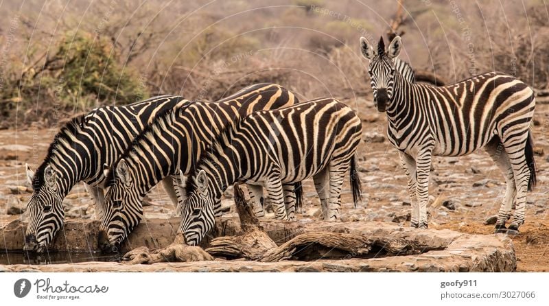 Erholungspause Ferien & Urlaub & Reisen Tourismus Ausflug Abenteuer Ferne Freiheit Safari Expedition Wärme Dürre Südafrika Tier Wildtier Zebra 4 Tiergruppe