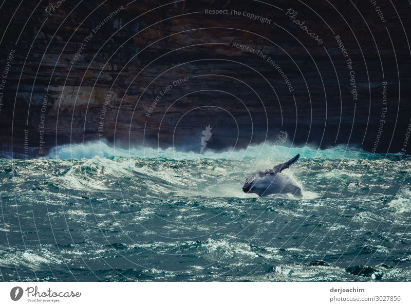 luftig / manchmal brauche ich das // Bei der Walbeobachtung im Meer, springt ein Wal seitlich aus dem Wasser. Im Hintergrund sind Felsen zu erkennen. Sommer