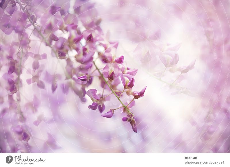 Nahaufnahme von Blüten, frische Farben Blumen Blütenblätter Blüten und Knospen Nahaufnahme bei natürlichen Beleuchtungsverhältnissen Frühlingsfarbe