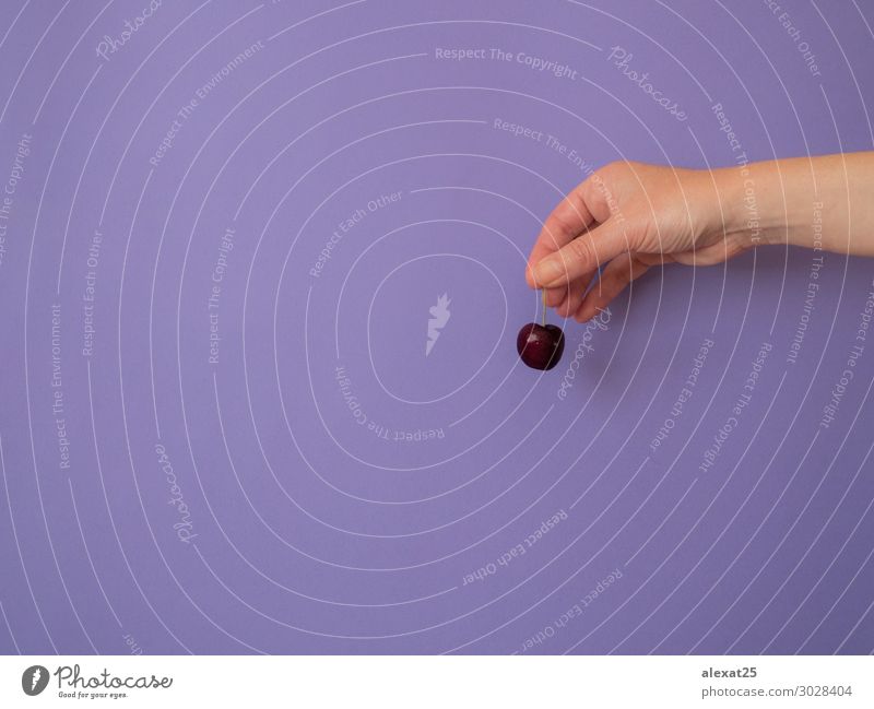 Hand mit Kirsche auf violettem Hintergrund mit Kopiermöglichkeit Frucht Dessert Vegetarische Ernährung Diät Frau Erwachsene Natur frisch hell lecker natürlich