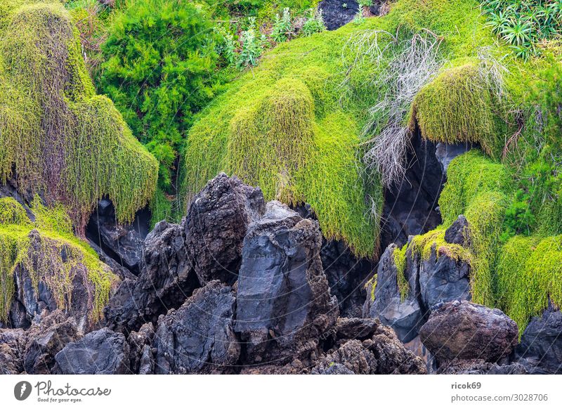 Felsen in Porto Moniz auf der Insel Madeira, Portugal Erholung Ferien & Urlaub & Reisen Tourismus Natur Landschaft Pflanze Wasser Küste blau grün Idylle