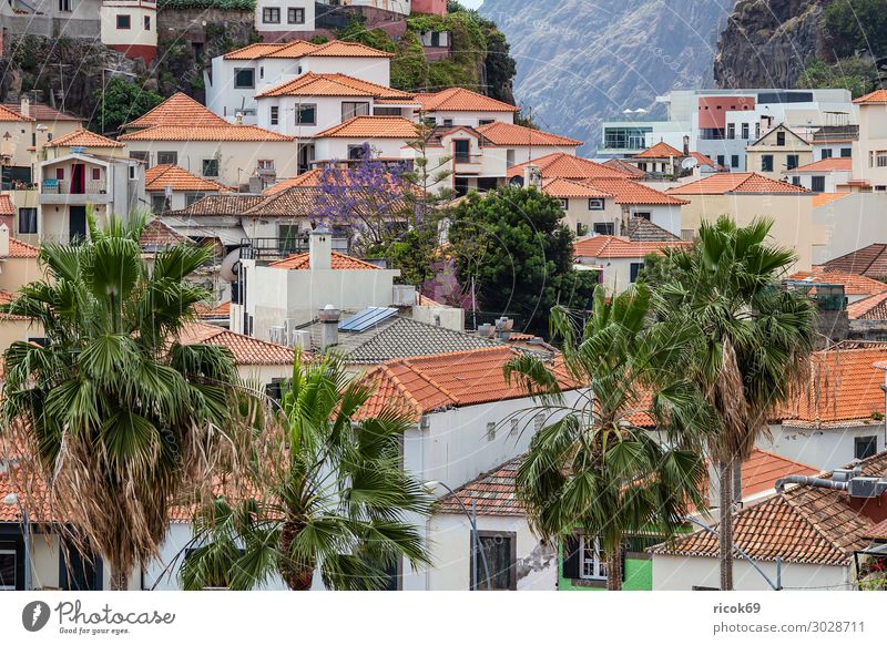 Blick auf Camara de Lobos auf der Insel Madeira, Portugal Erholung Ferien & Urlaub & Reisen Tourismus Haus Natur Landschaft Klima Wetter Baum Felsen Stadt